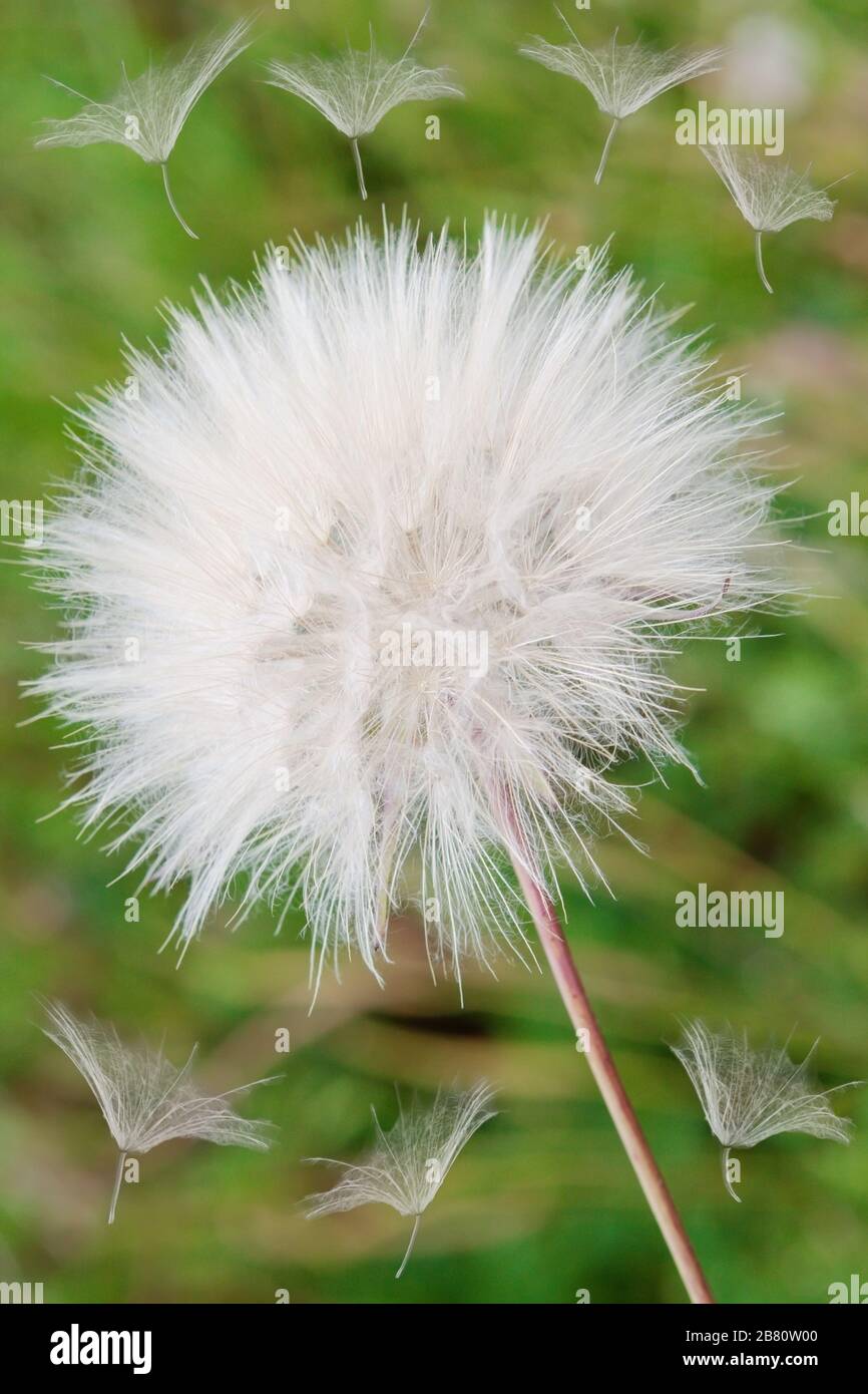 Dandelion blown in the wind Stock Photo Alamy