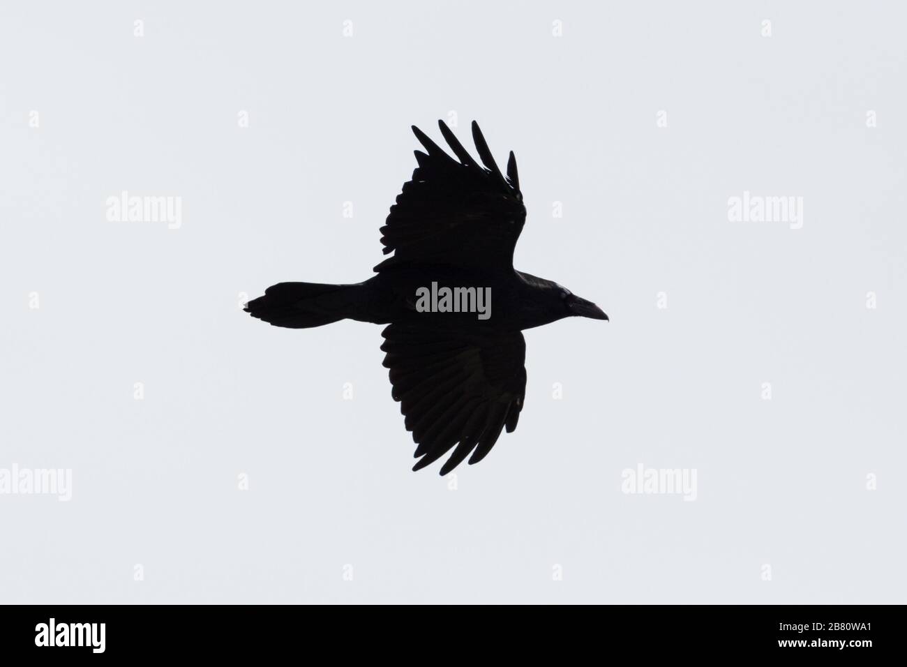 silhouette of flying isolated northern raven (corvus corax) with spread ...
