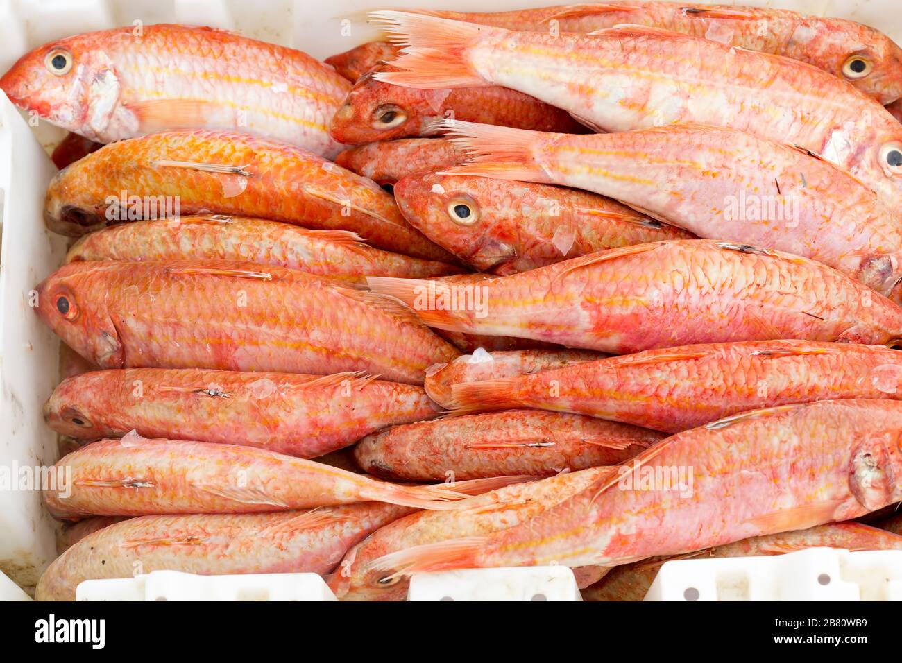 Mangrove red snapper, Essaouira fish market Stock Photo