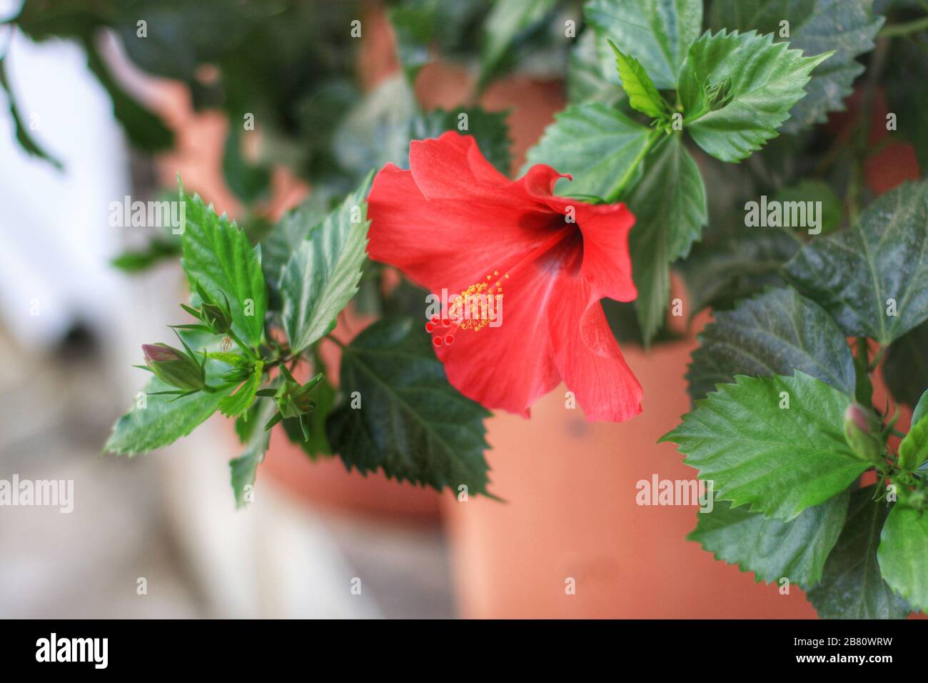 Hibiscus Flower Growing On A Street In Greece In A Brown Clay Pot Stock Photo Alamy
