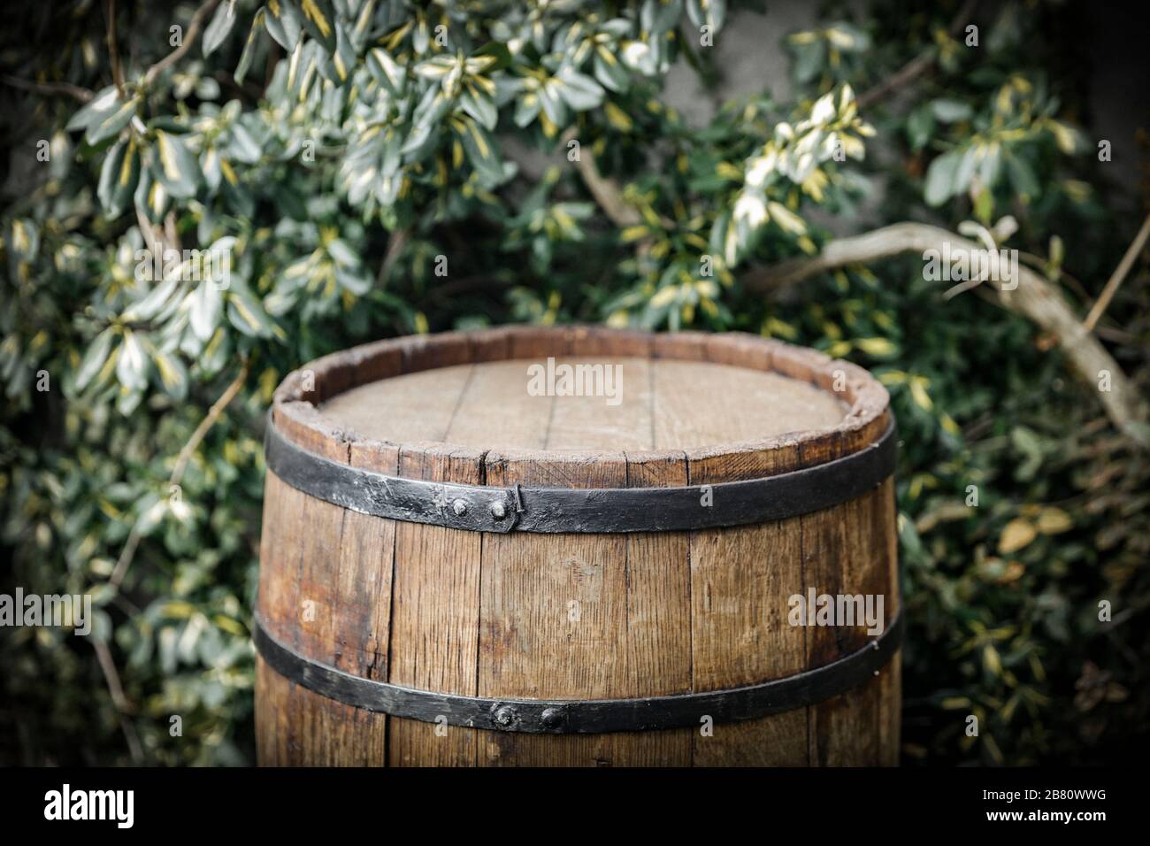 Old wooden barrel as a table with space for an advertising product. Green plants garden background. Stock Photo