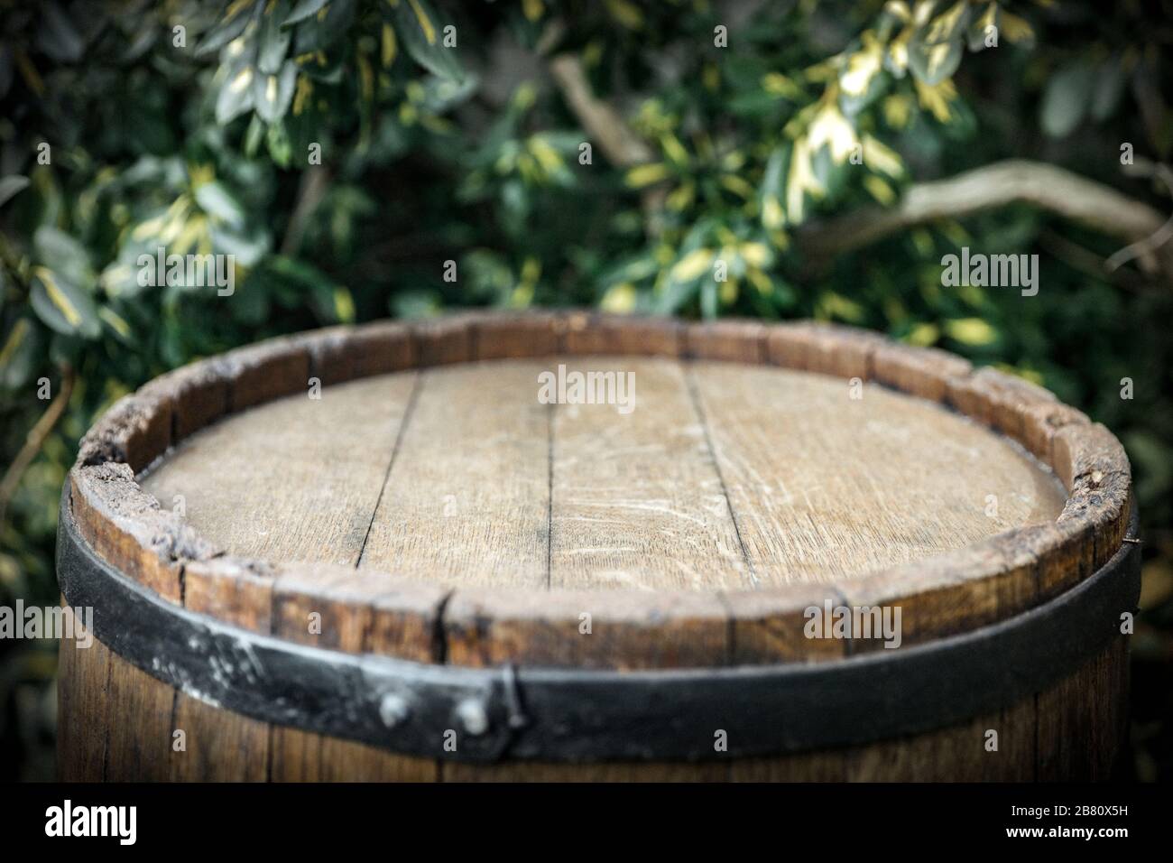 Old wooden barrel as a table with space for an advertising product. Green plants garden background. Stock Photo