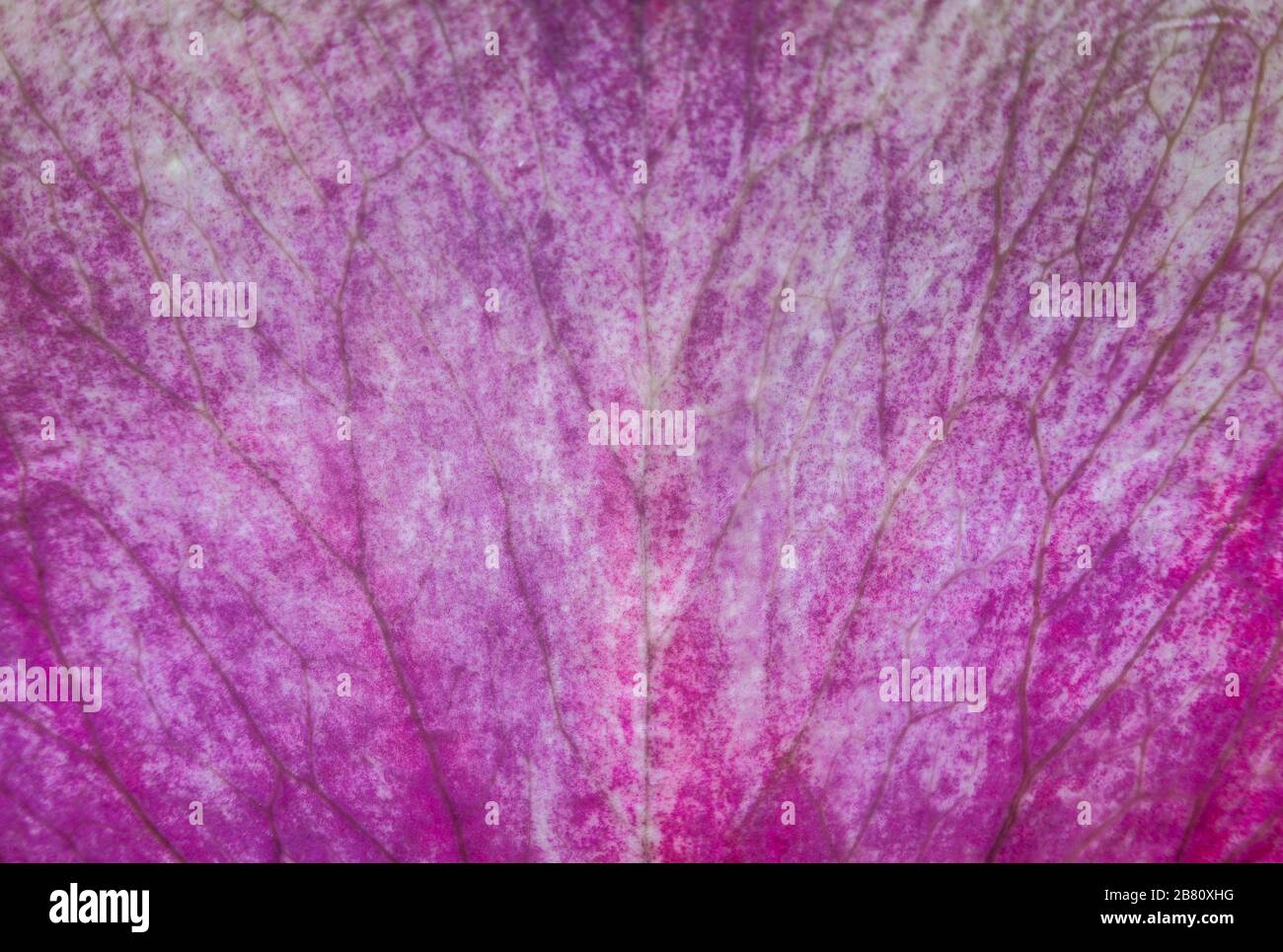 Purple rose flower petal macro closeup with symmetric nervation as background Stock Photo