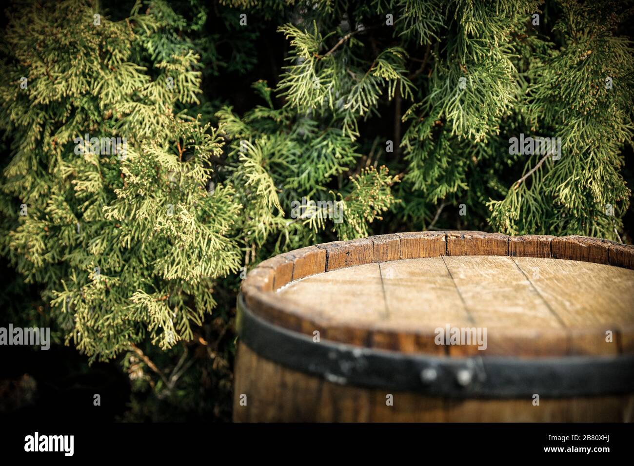 Old wooden barrel as a table with space for an advertising product. Green plants garden background. Stock Photo