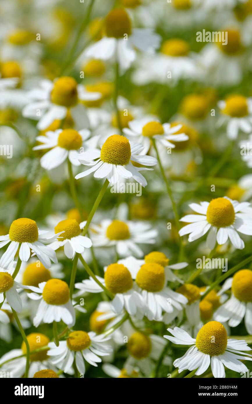 The herb, Matricaria chamomilla also known as chamomile, camomile, German chamomile, Hungarian chamomile (kamilla), wild chamomile, blue chamomile Stock Photo