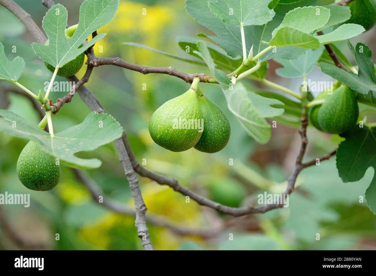 Ficus carica 'Excel', Fig excel. Developing fruit on a tree Stock Photo