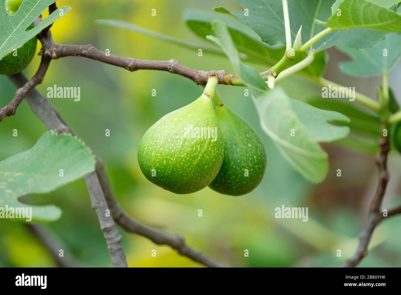 Ficus carica 'Excel', Fig excel. Developing fruit on a tree Stock Photo