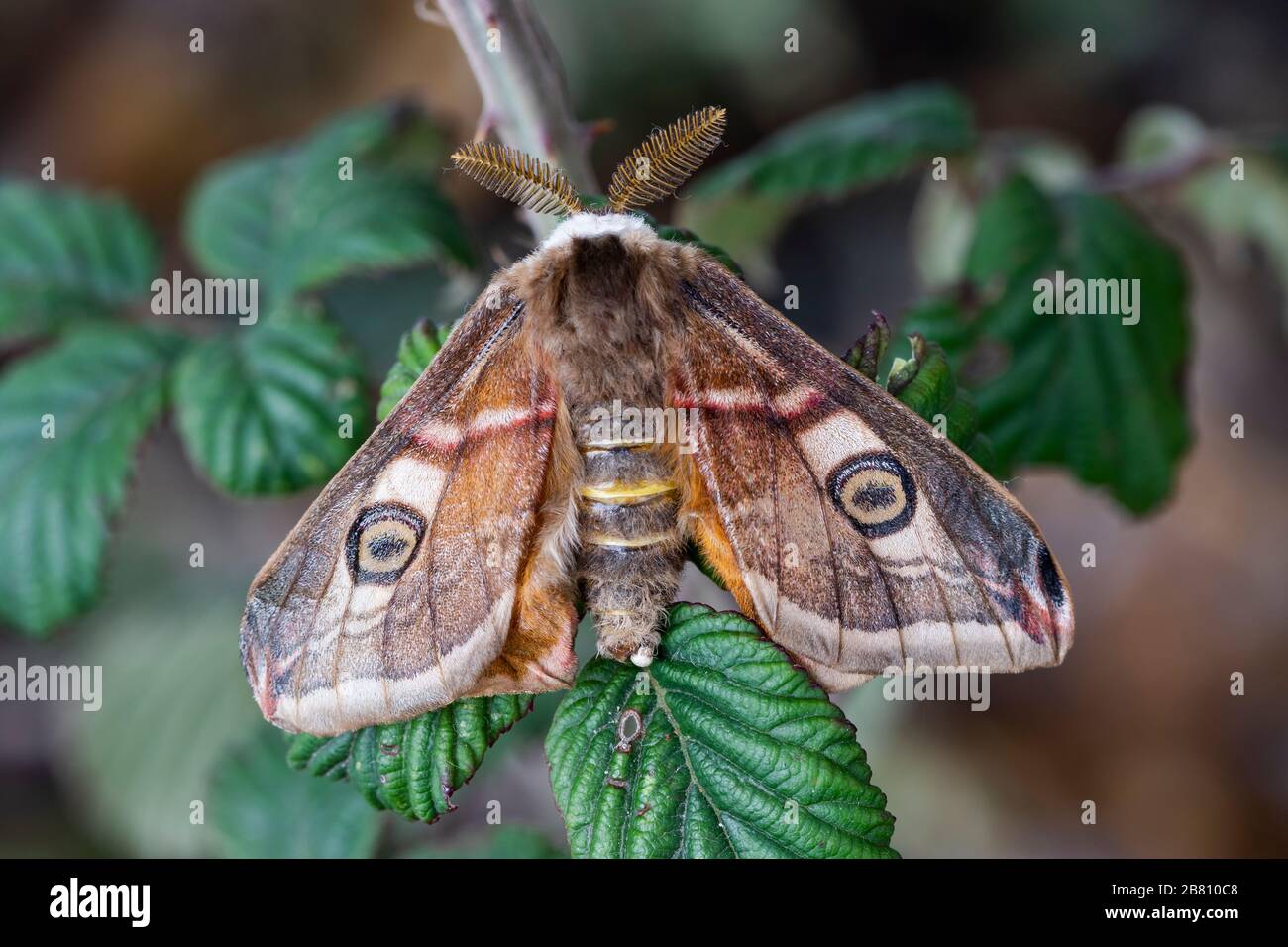 Saturnia pavonia (small emperor moth) male perched on a blackberry with open wings Stock Photo