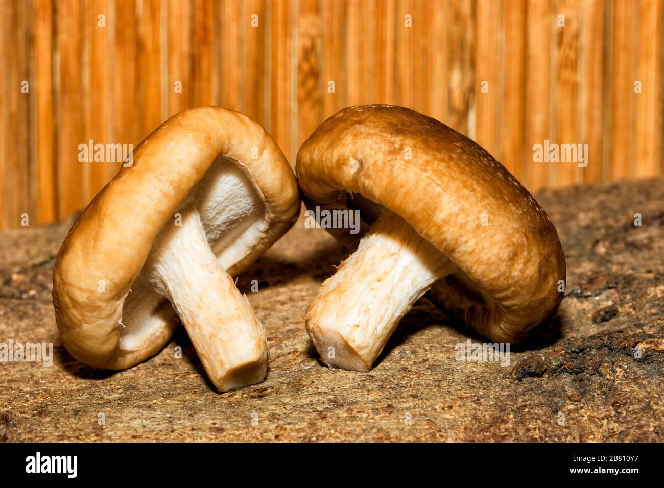 Two shiitake ,edible mushroom native to East Asia Stock Photo
