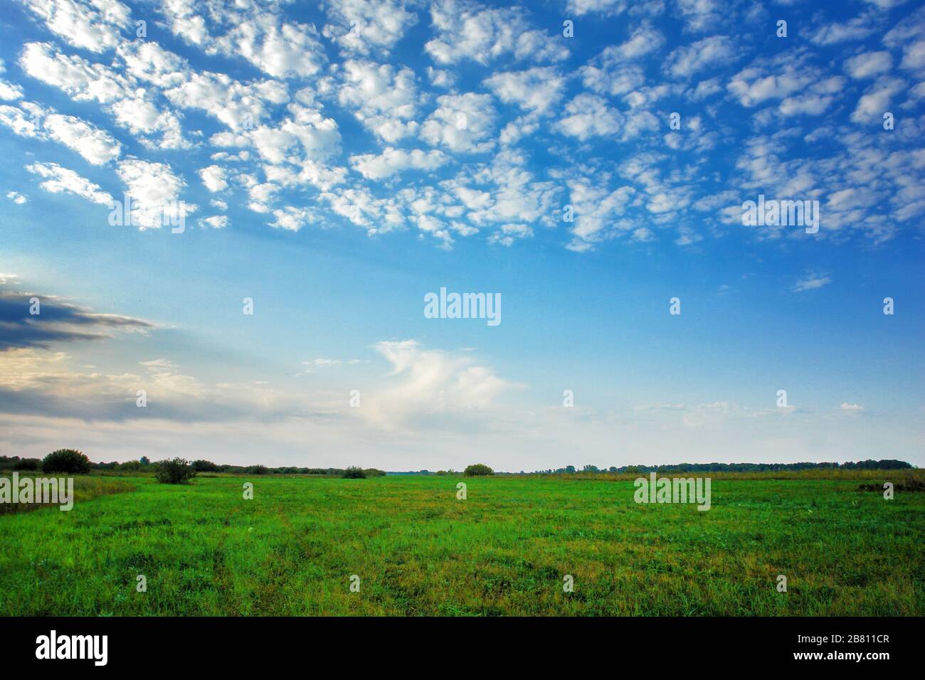 Green grass in a meadow against a blue sky with white clouds Stock ...