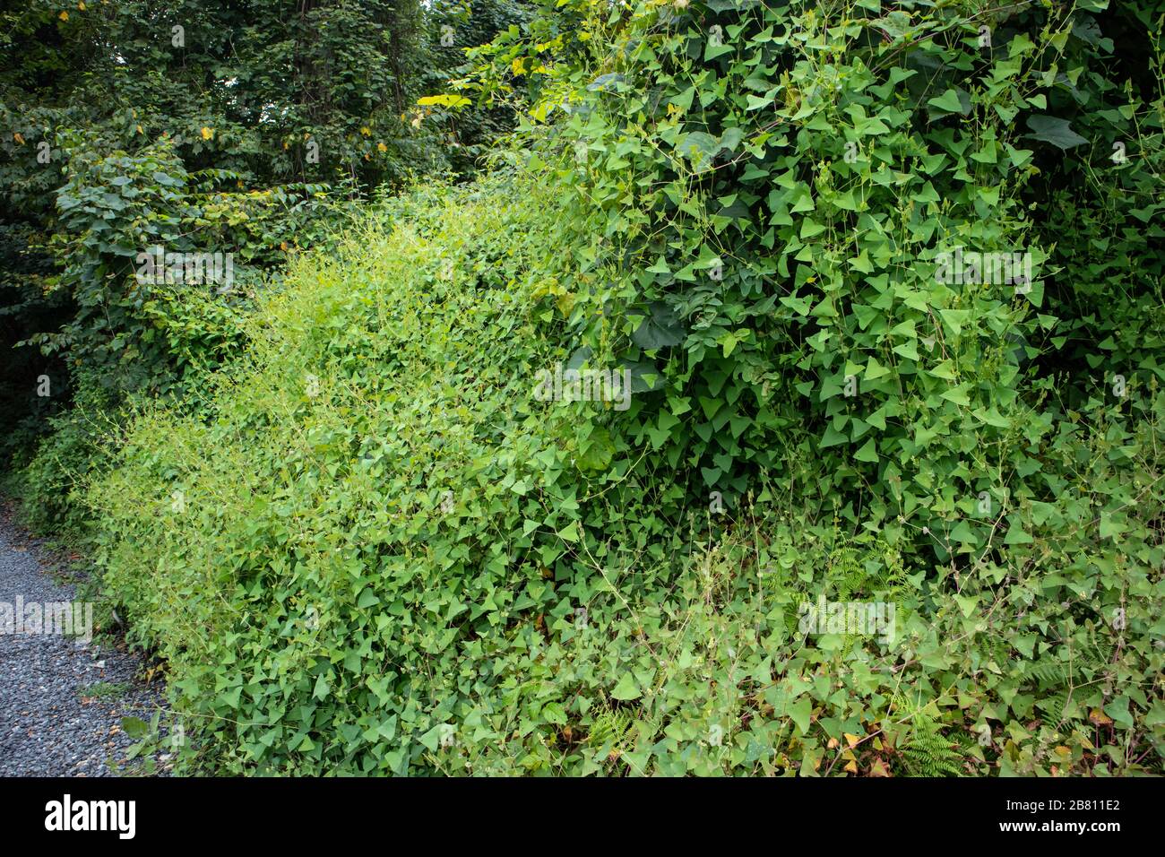 Mile-a-minute weed - Persicaria perfoliata Stock Photo