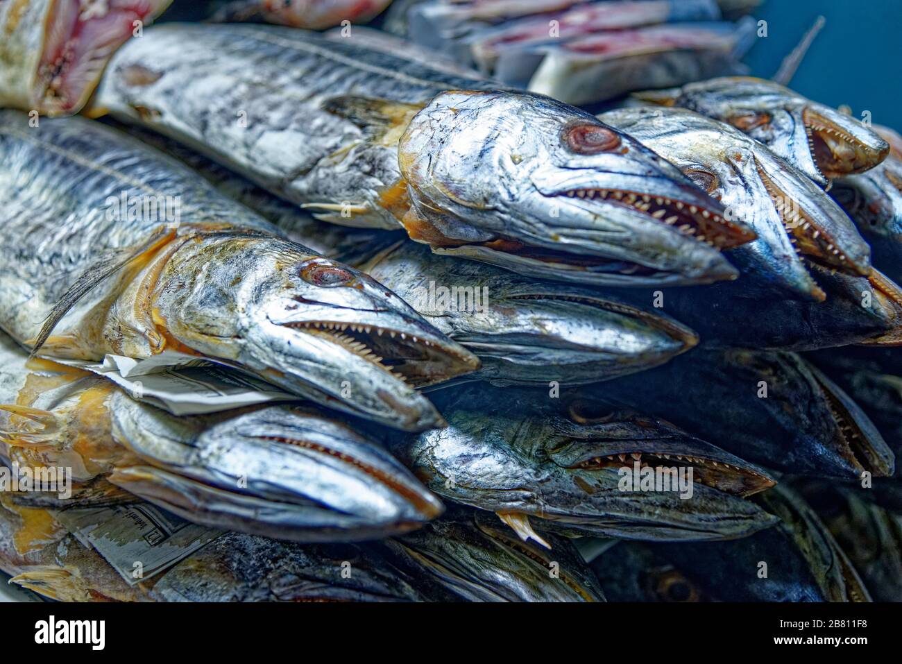 Close up of barracuda on the thai street market in Thailand. Sea fresh