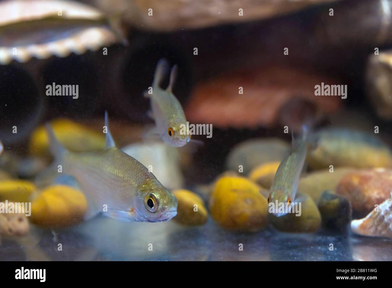 Young bream swims in the aquarium. Freshwater river fish in an aquarium. Selective focus Stock Photo