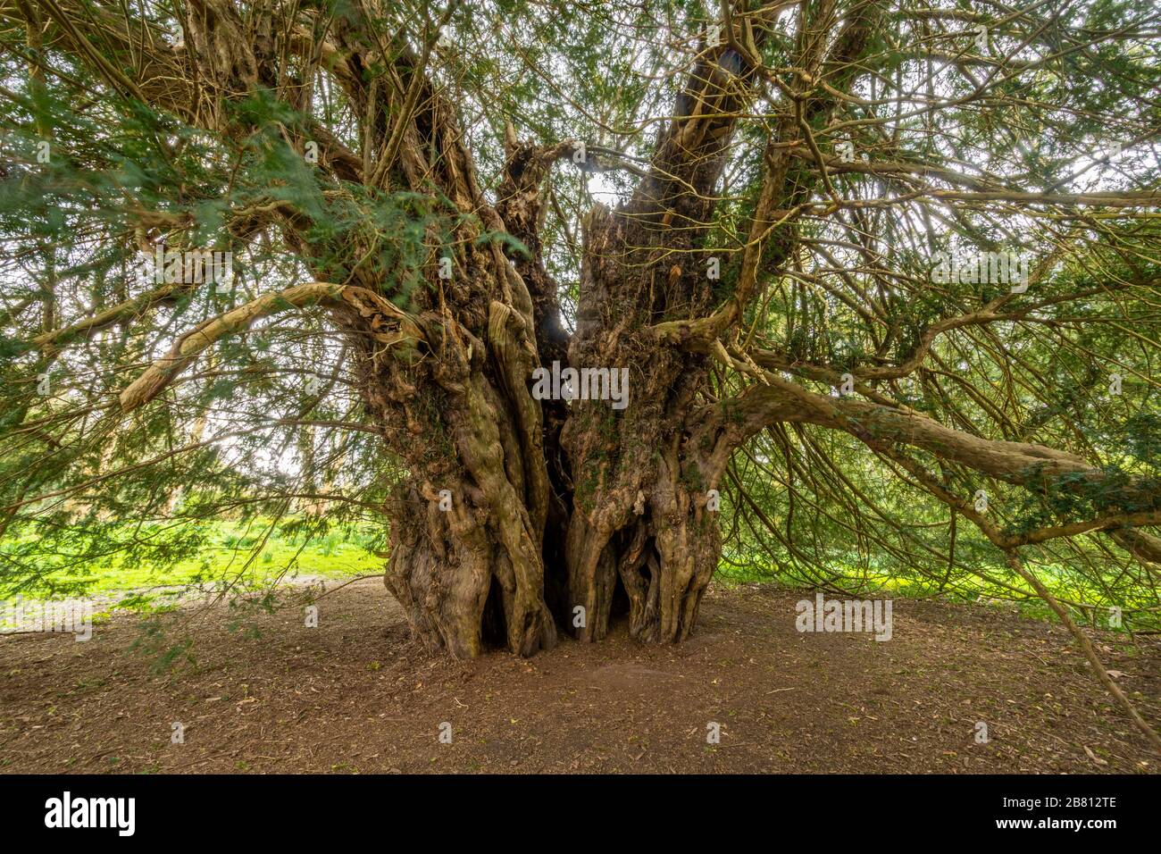 The famous Ankerwycke Yew, an ancient yew tree (Taxus baccata) probably aged over 2000 years old, at Runneymede, UK Stock Photo