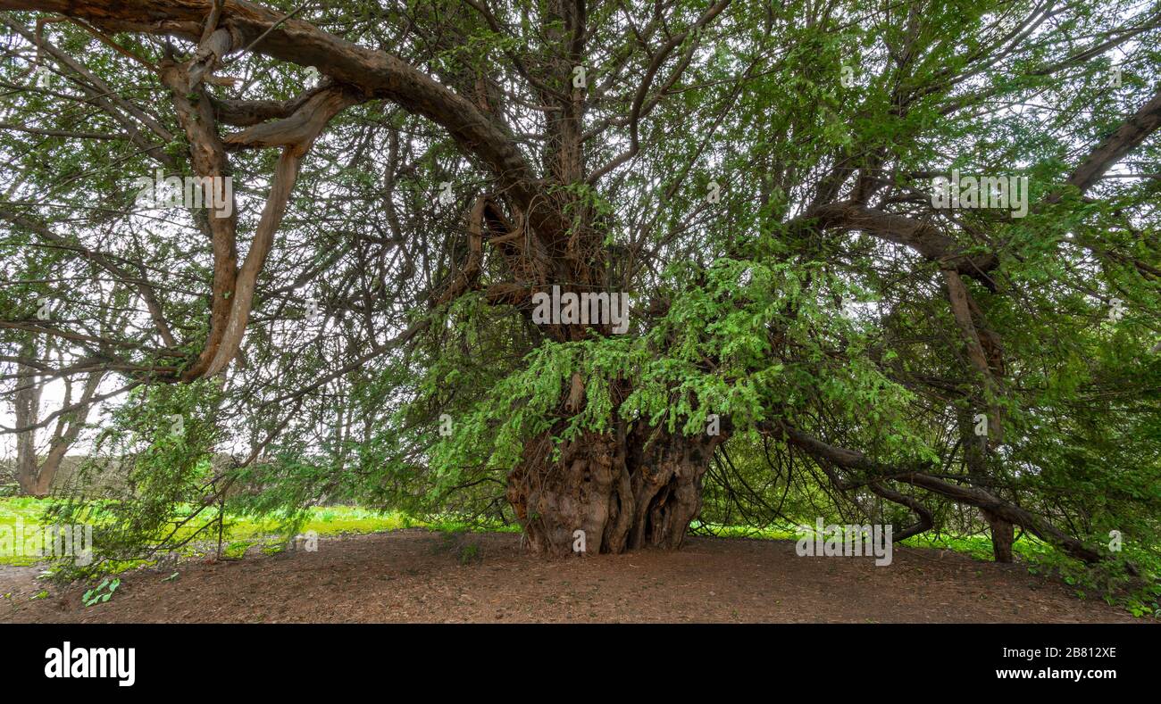 The famous Ankerwycke Yew, an ancient yew tree (Taxus baccata) probably aged over 2000 years old, at Runneymede, UK Stock Photo