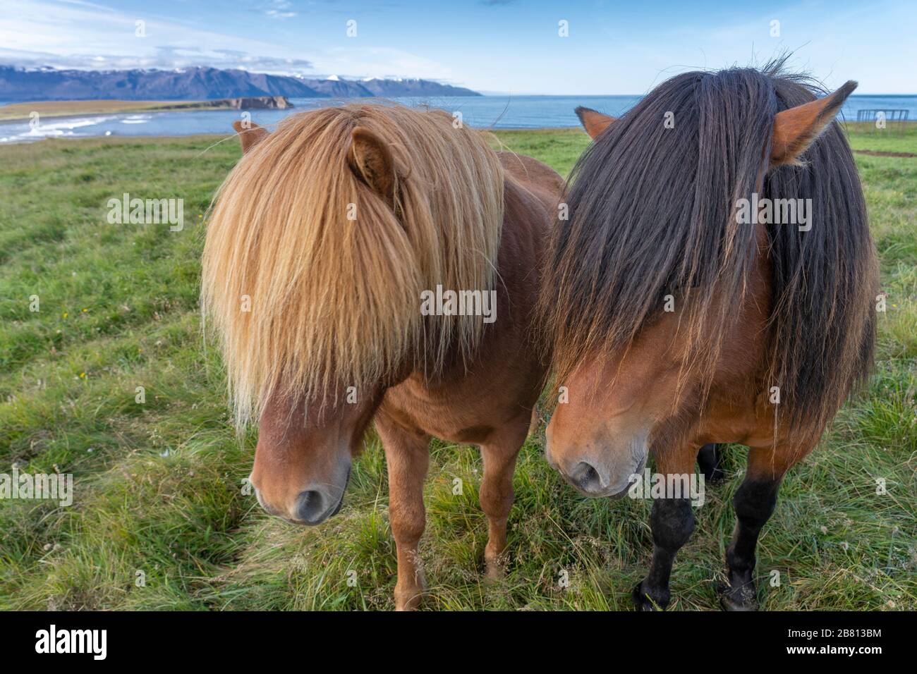 funny iceland ponies with a stylish haircut grazing on a pasture in northern Iceland Stock Photo