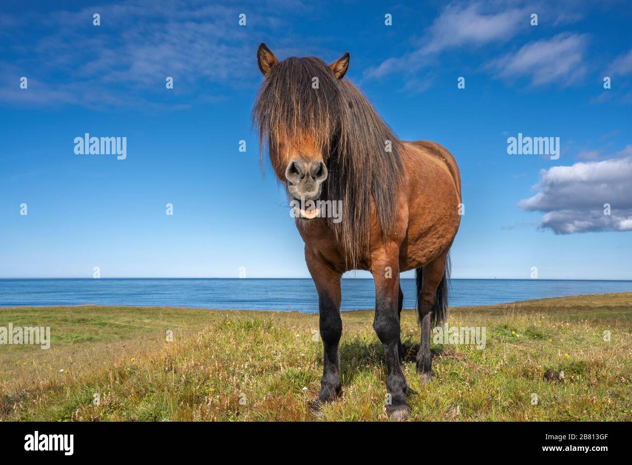 funny iceland ponies with a stylish haircut grazing on a pasture in northern Iceland Stock Photo
