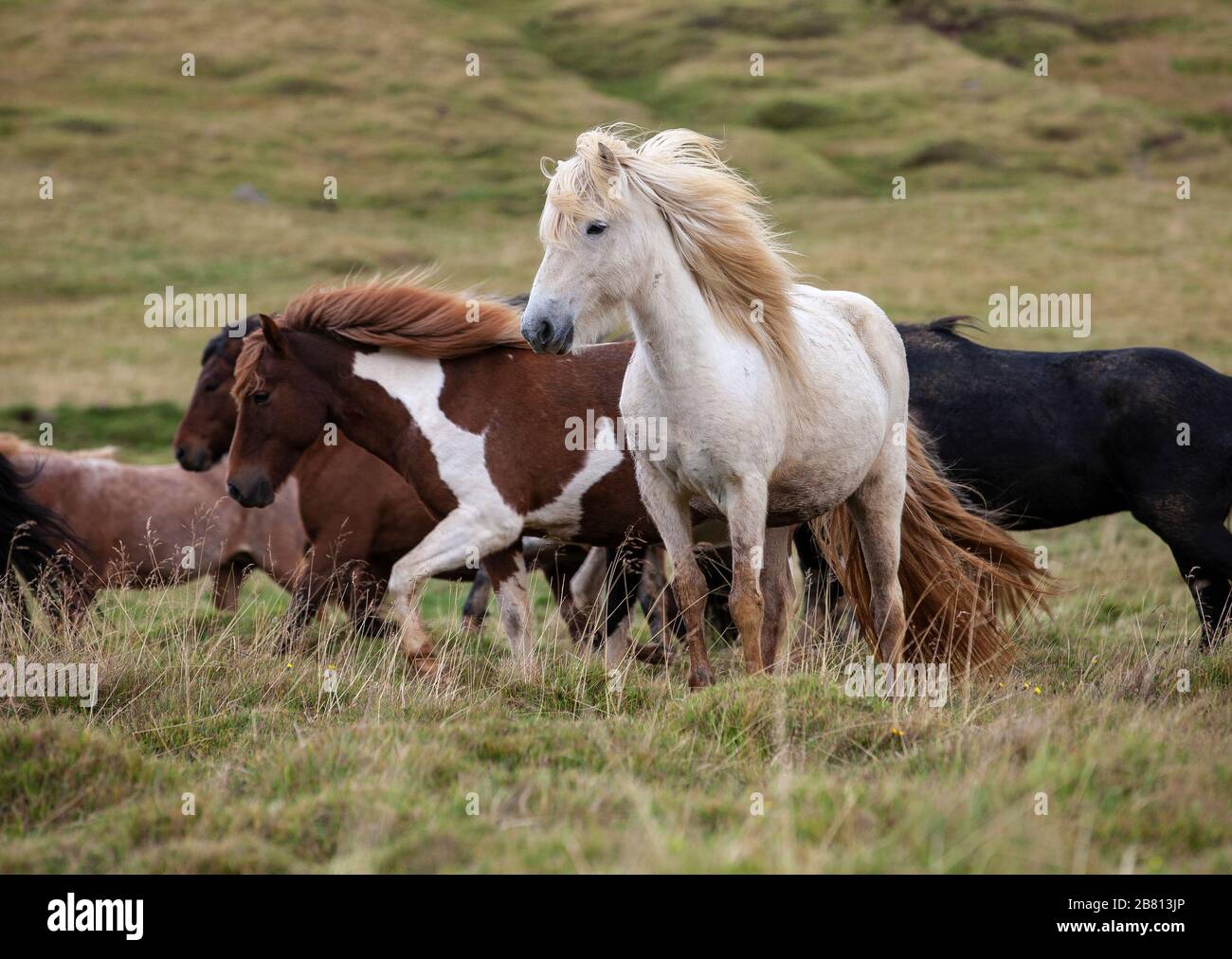 Flock of Island ponies with flying mane on a pasture in northern Iceland Stock Photo