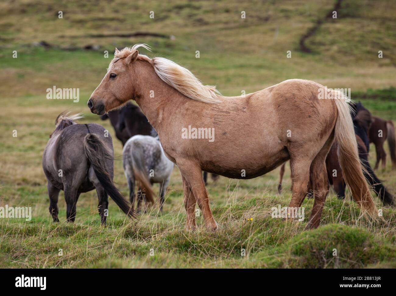Flock of Island ponies with flying mane on a pasture in northern Iceland Stock Photo