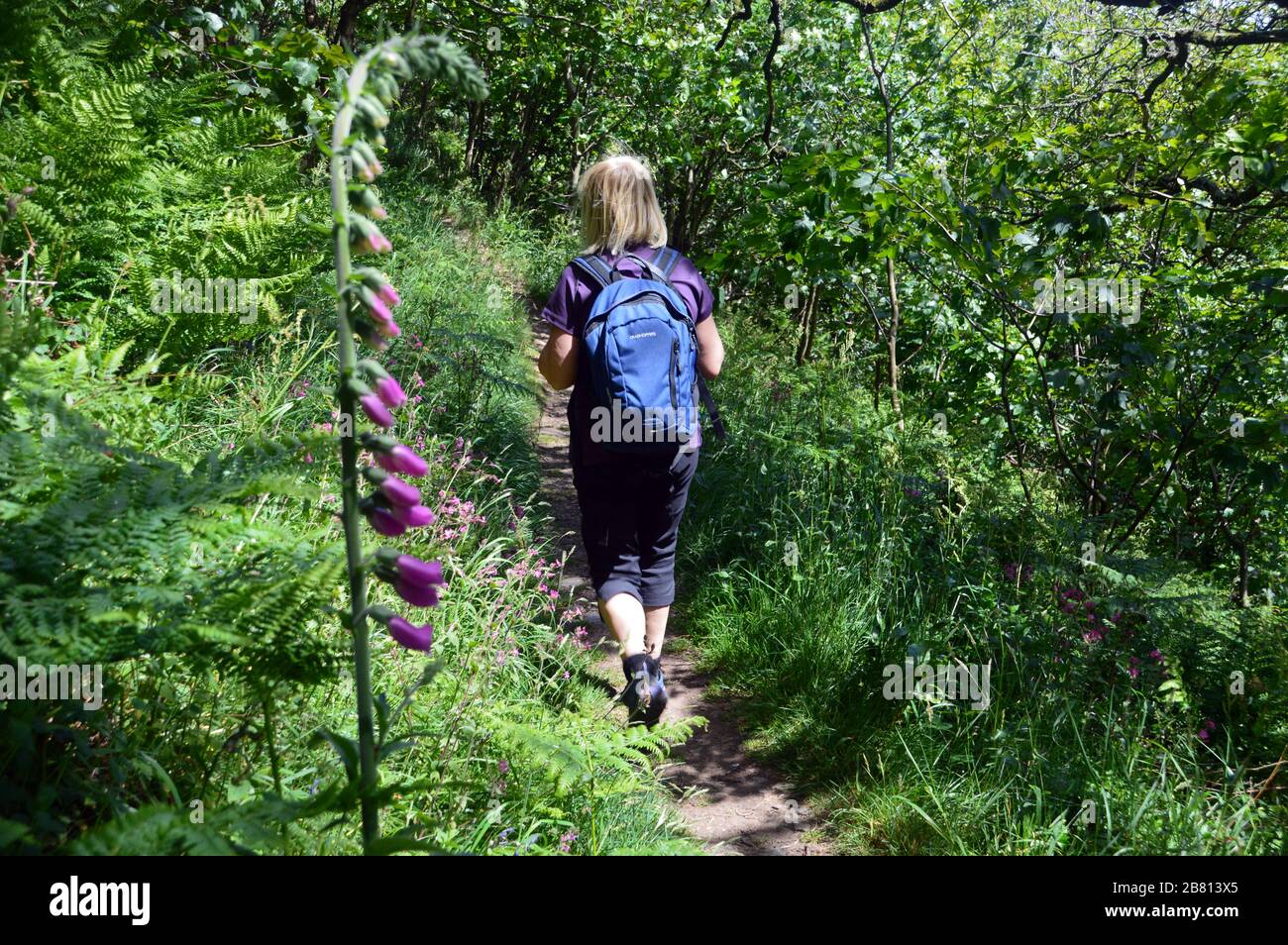 Woman Hiker Walking by Foxglove (Digitalis purpurea) on path thorough Brownsham Wood near on the South West Coast Path, North Devon. England, UK. Stock Photo