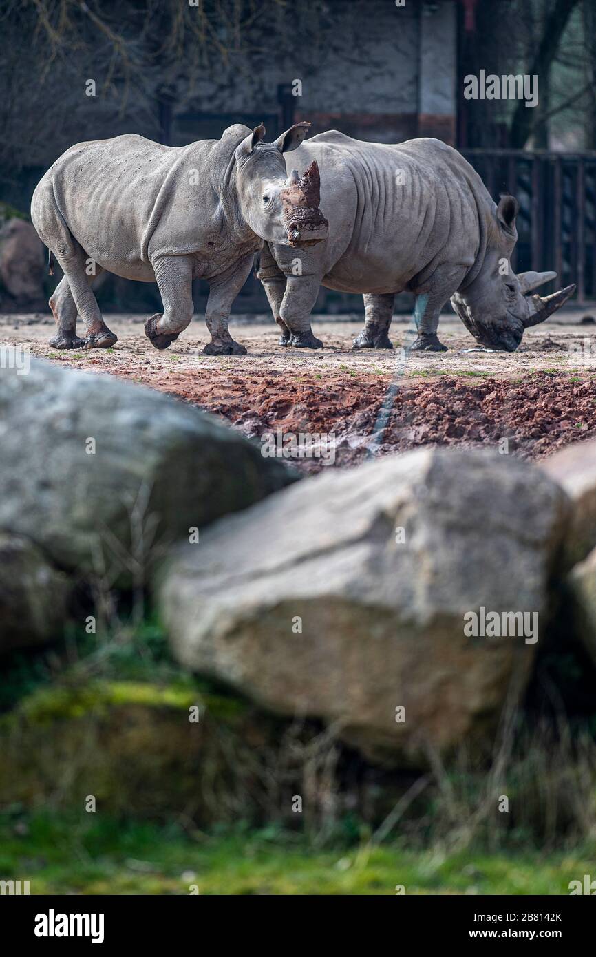 Labem Zoo, Czech Republic. 19th Mar, 2020. Gaya, left, three years old cow of southern white rhinoceros (Ceratotherium simum simum), is seen for the first time in a large outdoor enclosure, on March 19, 2020, in Dvur Kralove nad Labem Zoo, Czech Republic. Gaya comes from Beauval Zoo in central France. On the right side is seen cow called Jabulani. Credit: CTK/Alamy Live News Stock Photo