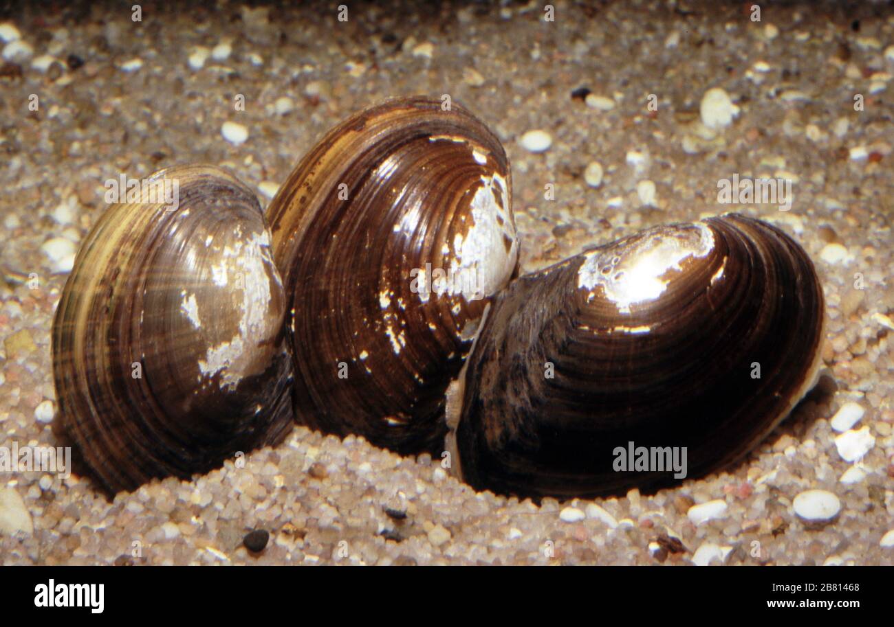 Chinese pond mussel, Eastern Asiatic freshwater clam or swan-mussel, Sinanodonta woodiana Stock Photo