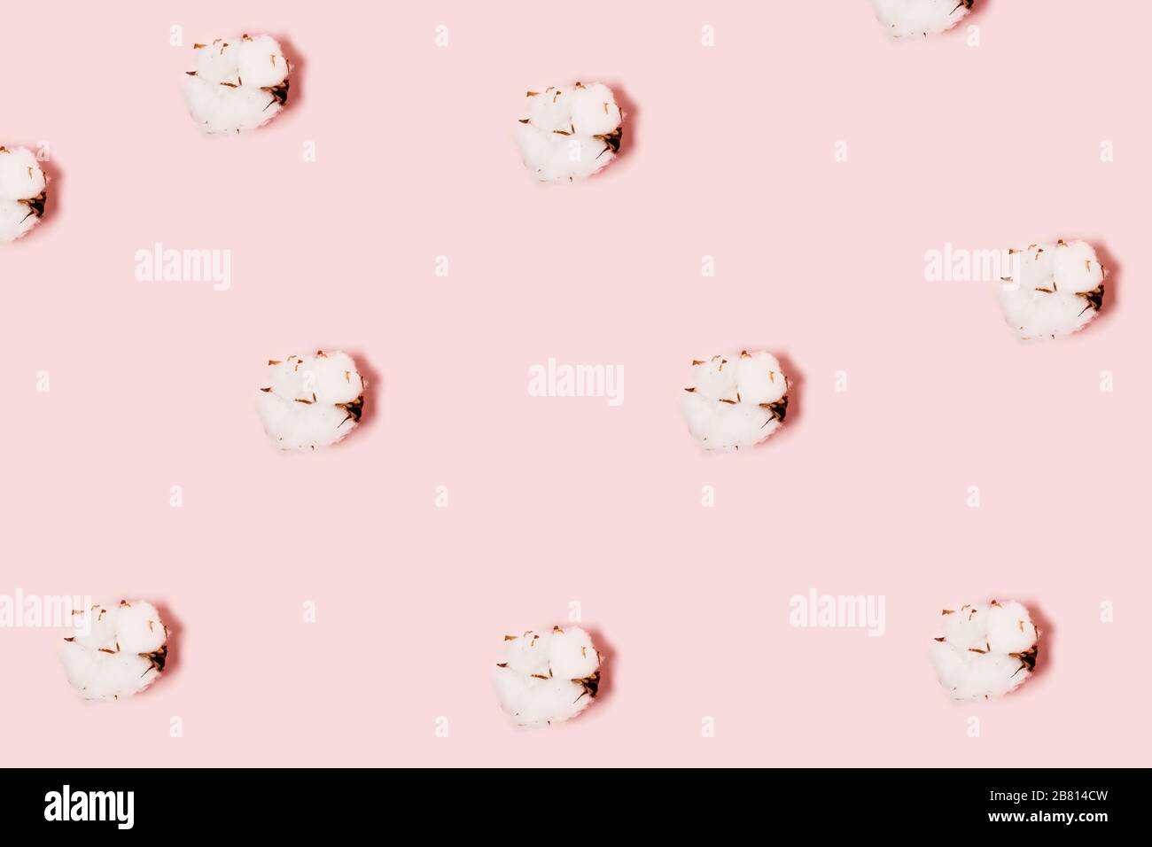 Flowers of cotton on a pink background. A natural pattern Stock Photo ...