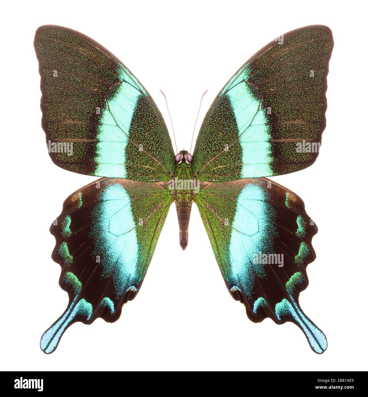 Morpho butterfly isolated on a white background Stock Photo - Alamy