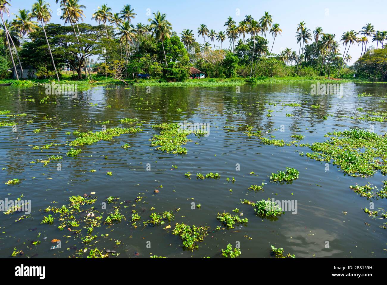 Alapphuzza, Kerala, India - December 25 2019 - Vegetation on Vembanad lake Stock Photo