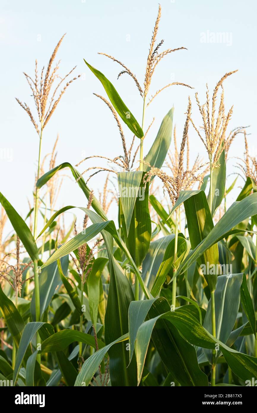 Corn plants growing in the field, agrarian plantation of fodder culture Background, texture, copy space, closeup. Organic agriculture and farming conc Stock Photo