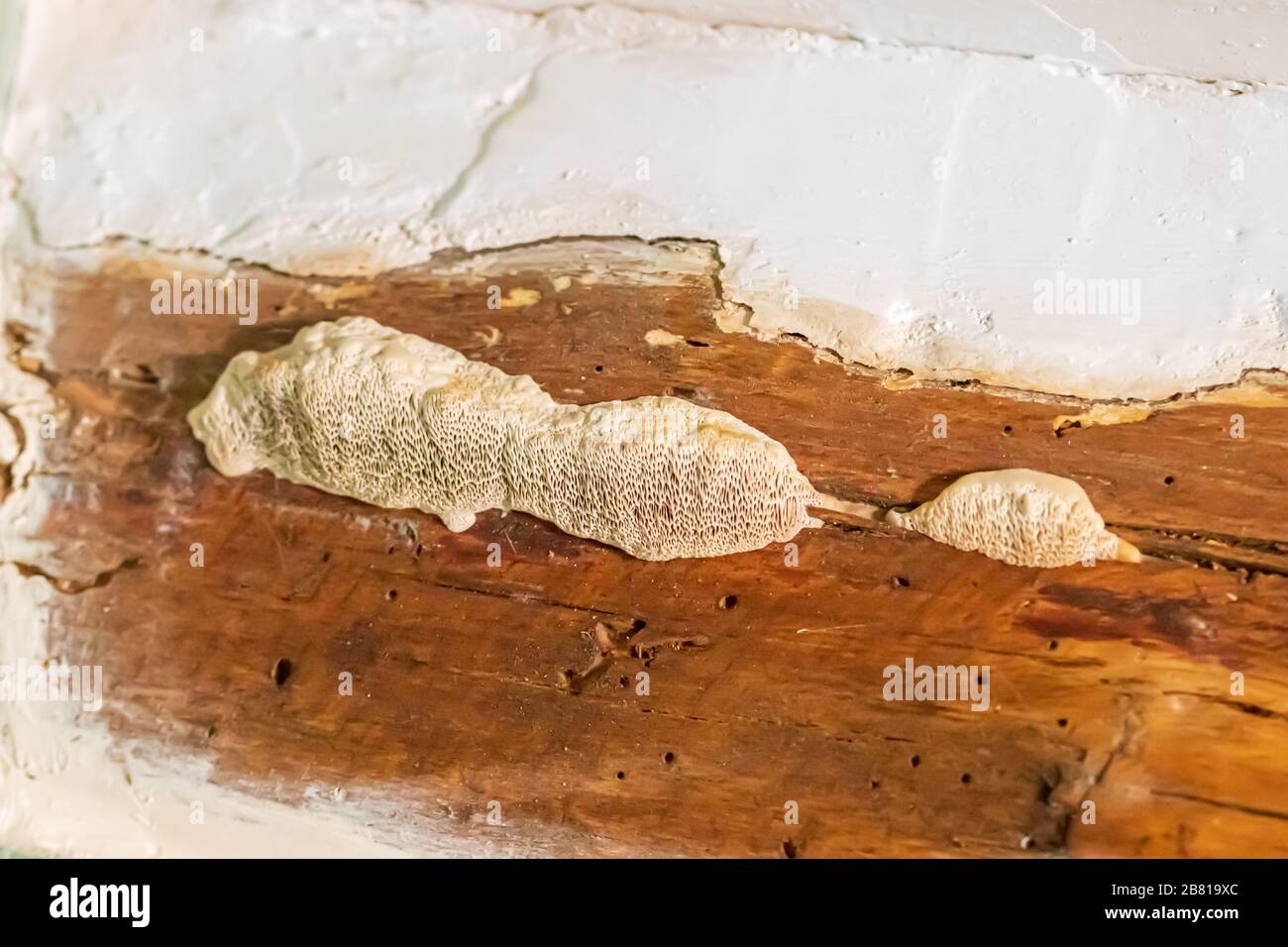 White Mold Growing on Wood Stock Photo Alamy