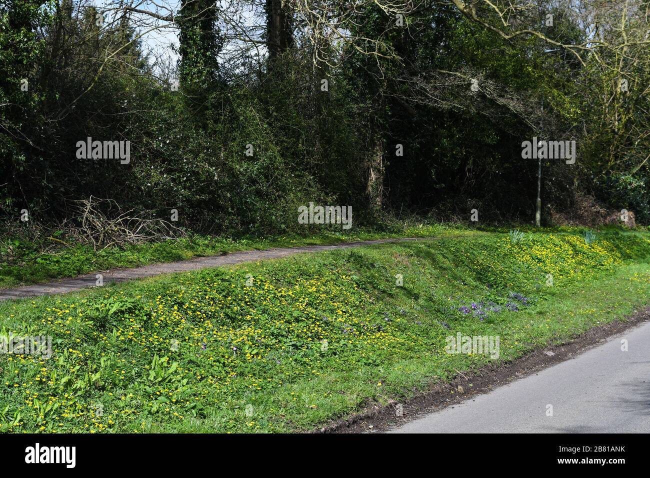 Nature verge spring flowers hi-res stock photography and images - Alamy