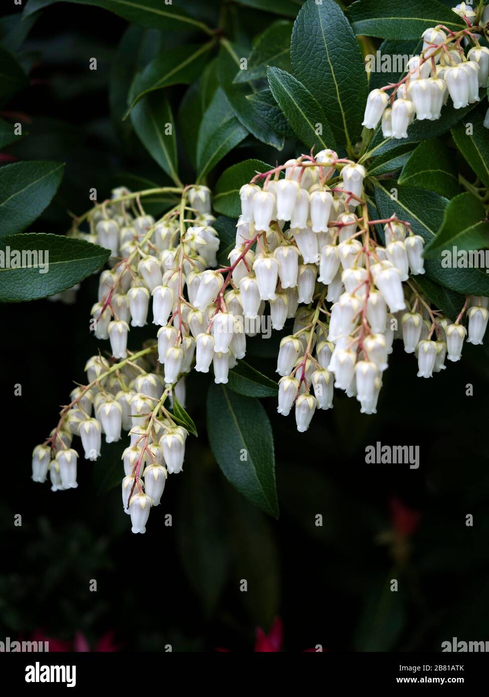 Victoria Gardens Medium Scale Evergreen Shrubs Pieris Japonica