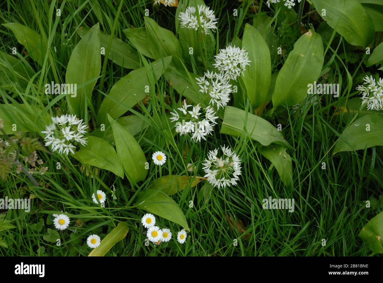 Ramsons.Wild garlic Scientific Name Allium ursinum Other names ...