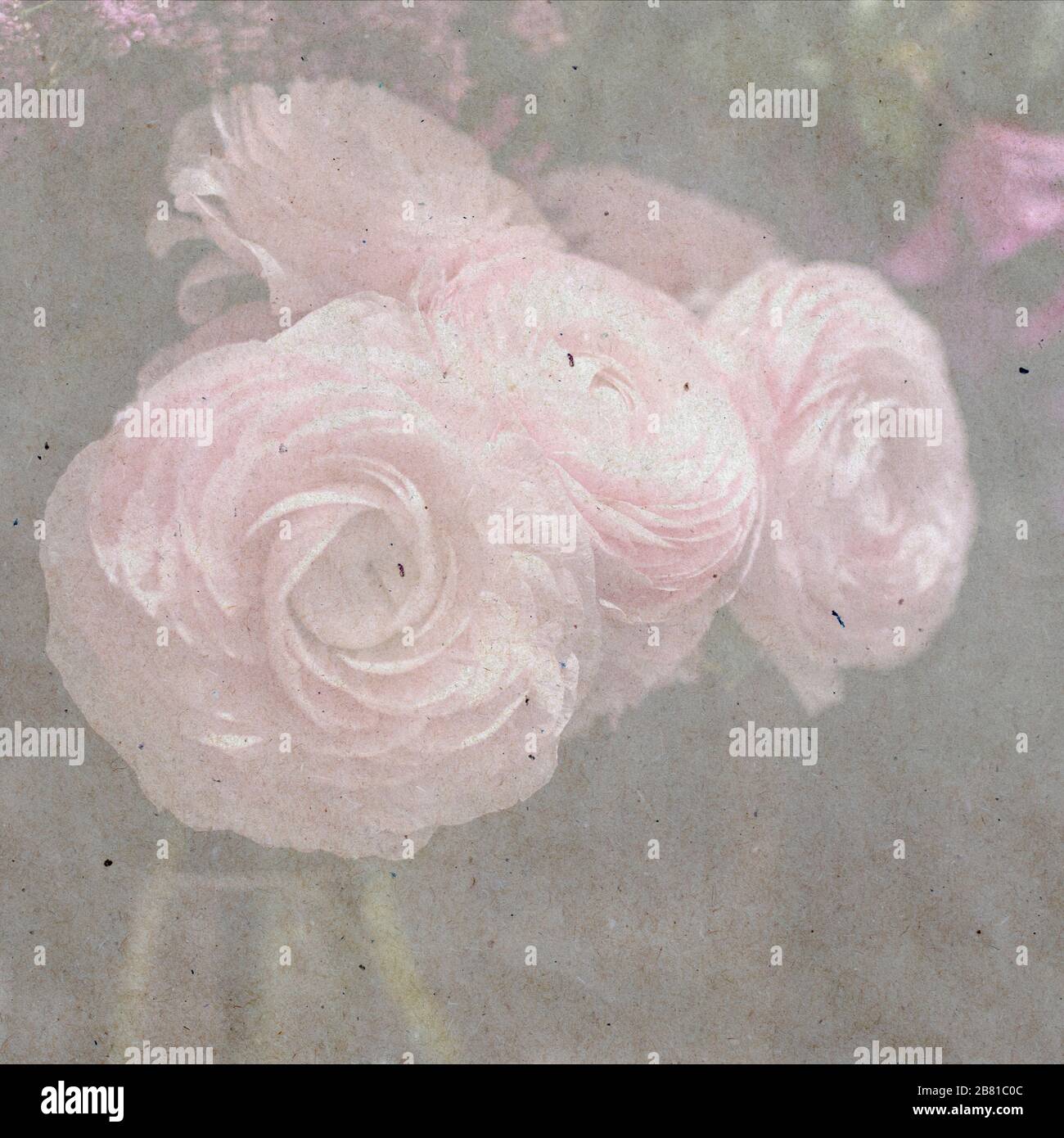 A bouquet of pale pink ranunculi on a background of fresh lilac in the store for sale. textured stylish old paper background, Stock Photo