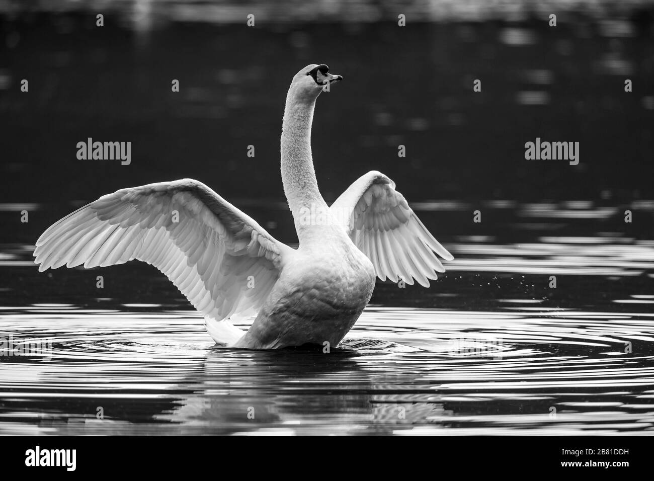 Black and white close up of wild UK mute swan waterbird (Cygnus olor) isolated outdoors stretching neck & flapping wings in water. Stock Photo