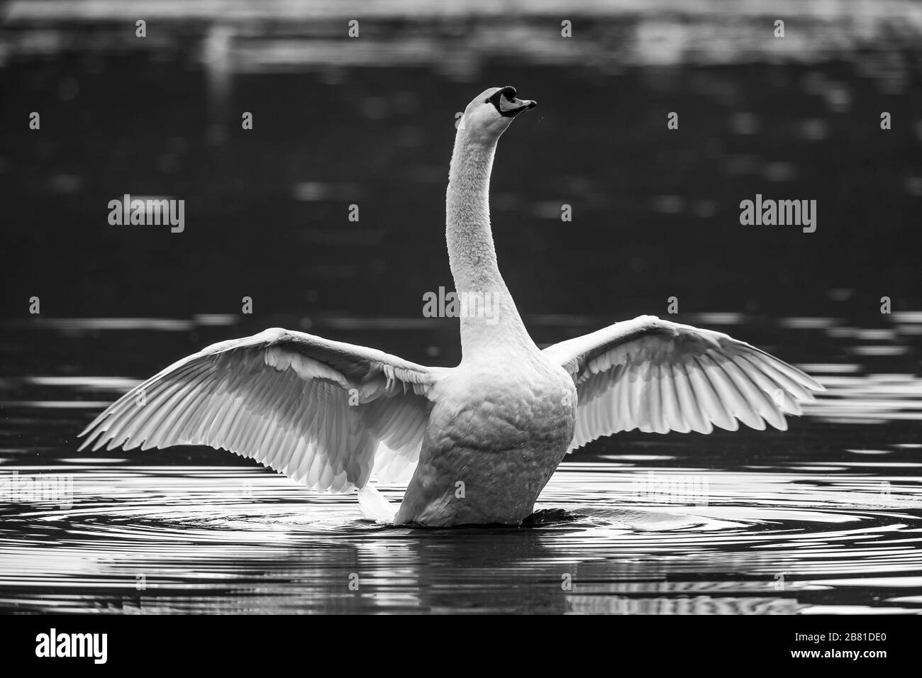 Black and white, monochrome close up of wild UK mute swan waterbird (Cygnus olor) isolated outdoors stretching neck & flapping wings in water. Stock Photo