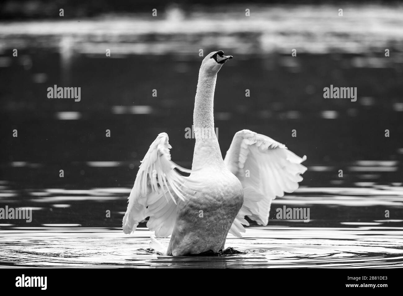 Black and white close up of wild UK mute swan waterbird (Cygnus olor) isolated outdoors stretching neck & flapping wings in water. Stock Photo