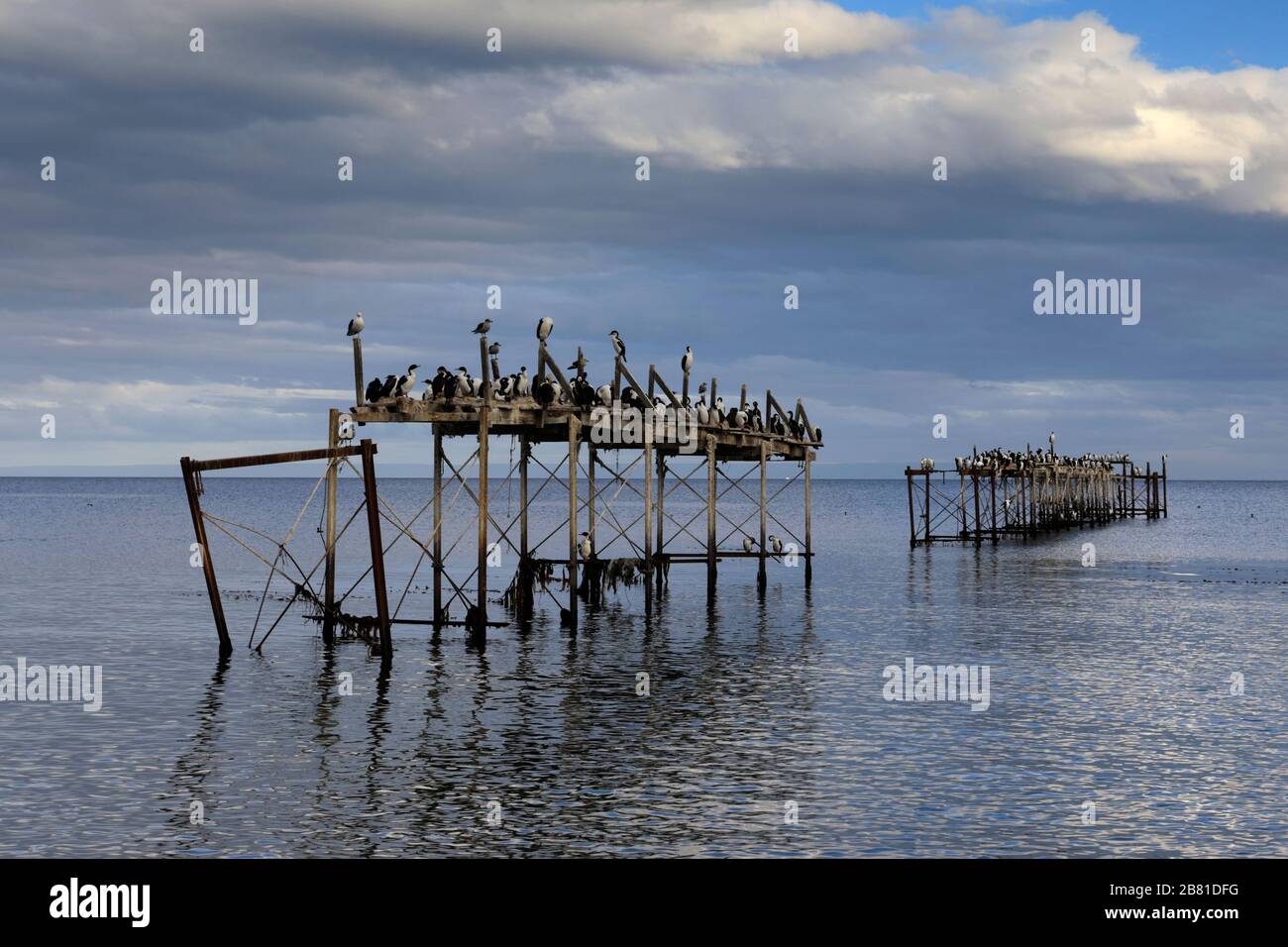 Nesting colony of Imperial Cormorants on an old jetty, Strait of Magellan, Pacific Ocean, Punta Arenas city, Patagonia, Chile Stock Photo