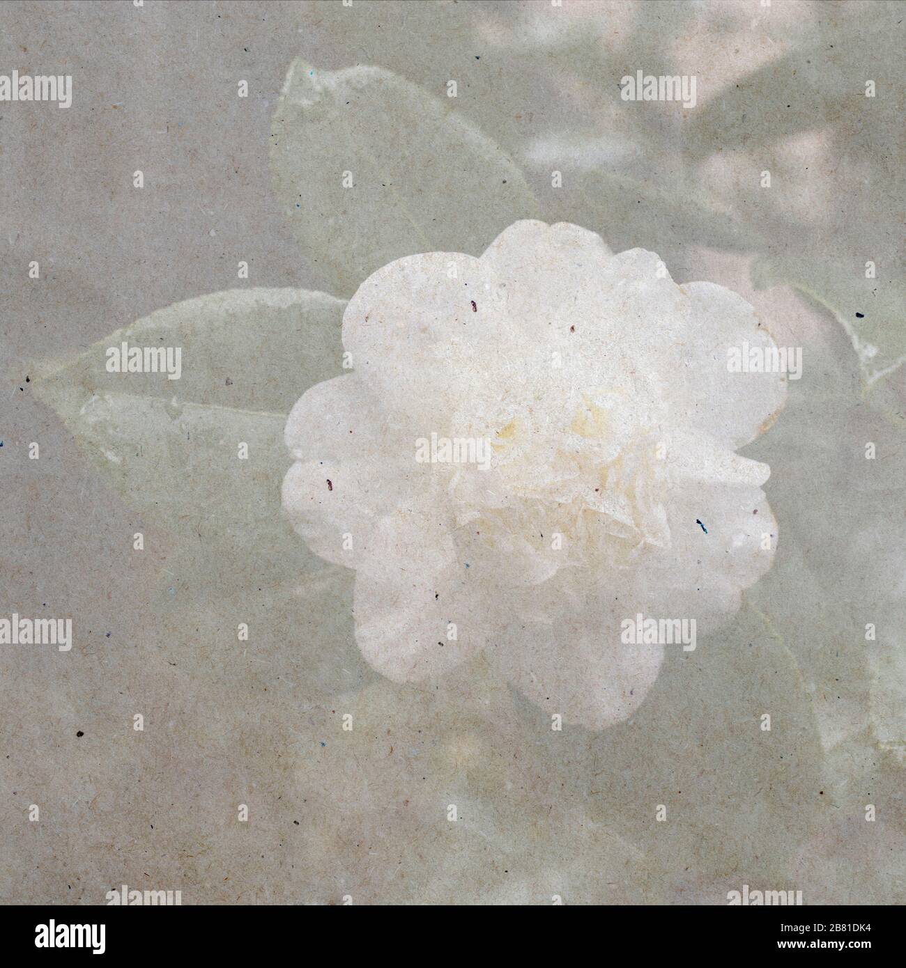 Close-up of a white Camellia Angela Cocchi (Camellia japonica) with green Leaves. View of a beautiful white Camellia Flower. textured stylish old pape Stock Photo