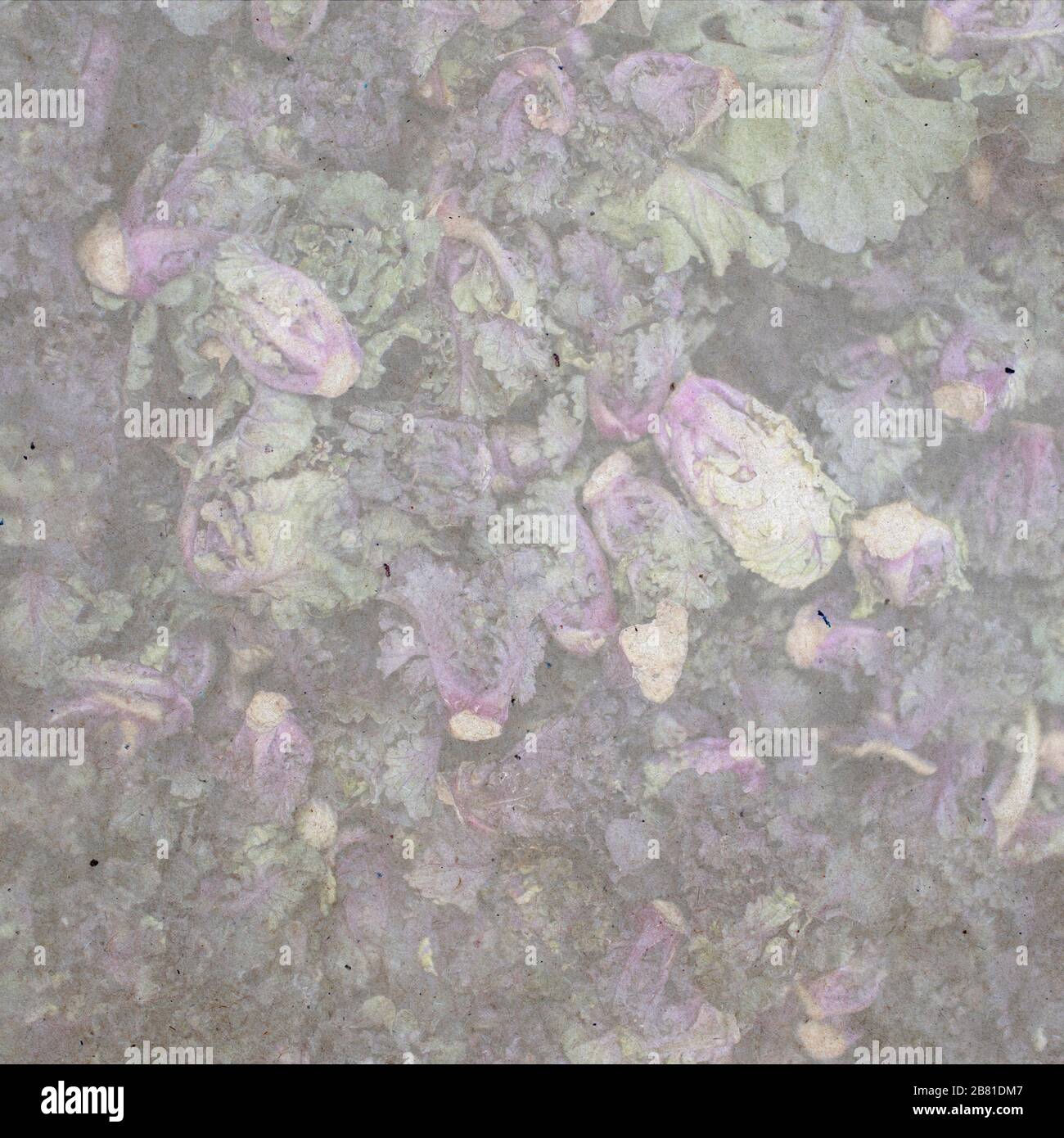 textured stylish old paper background with cabbage, Stock Photo
