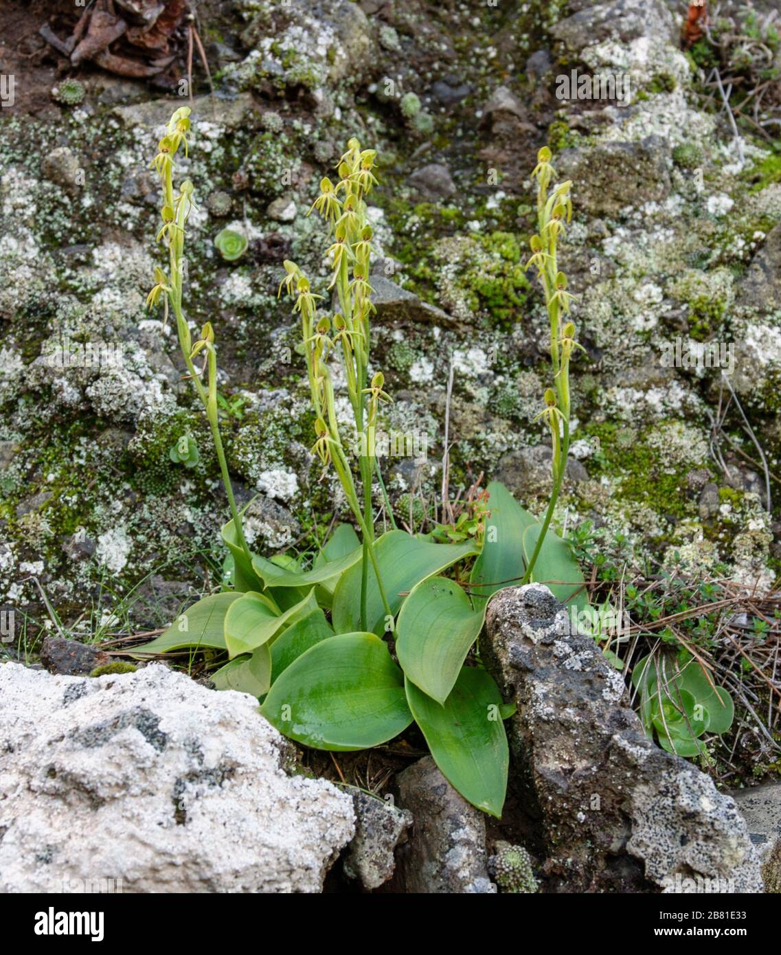 Habenaria tridactylites, Canary endemic orchid Stock Photo
