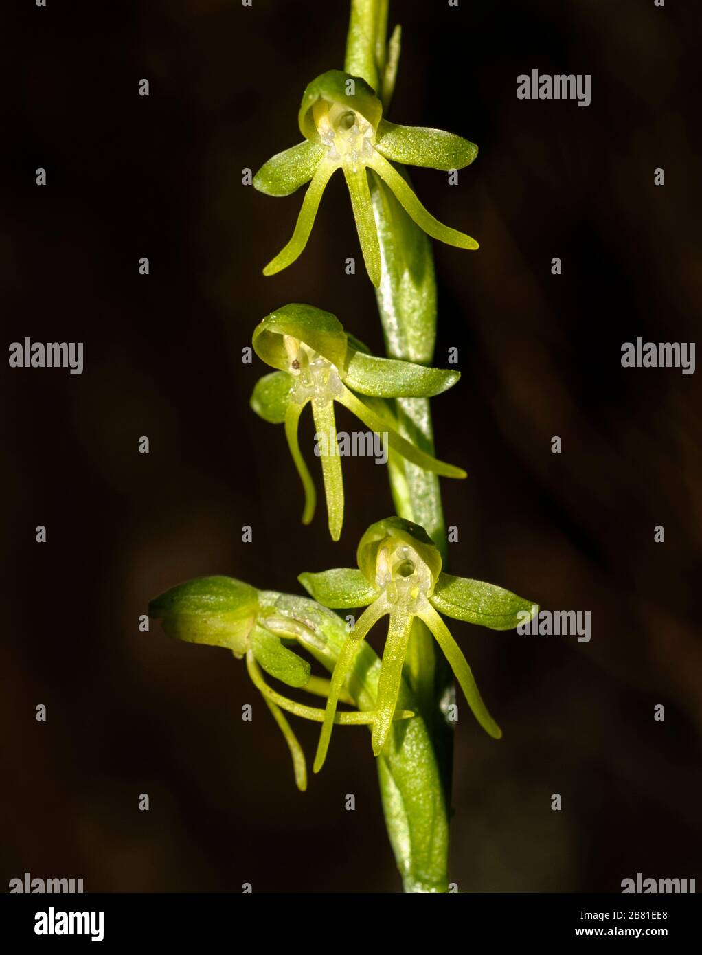 Habenaria tridactylites, Canary endemic orchid Stock Photo