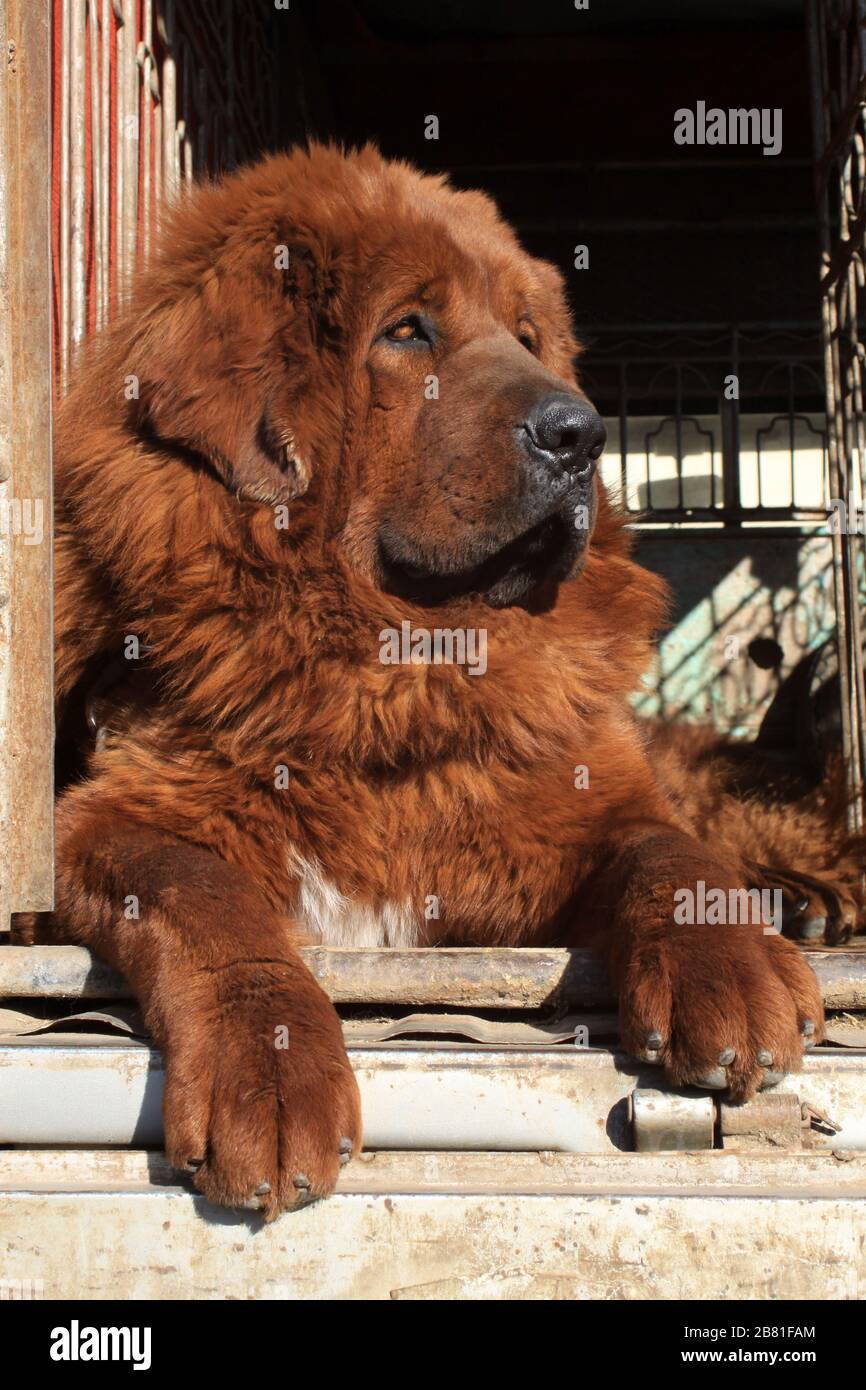 closeup of tibetan mastiff, north china Stock Photo