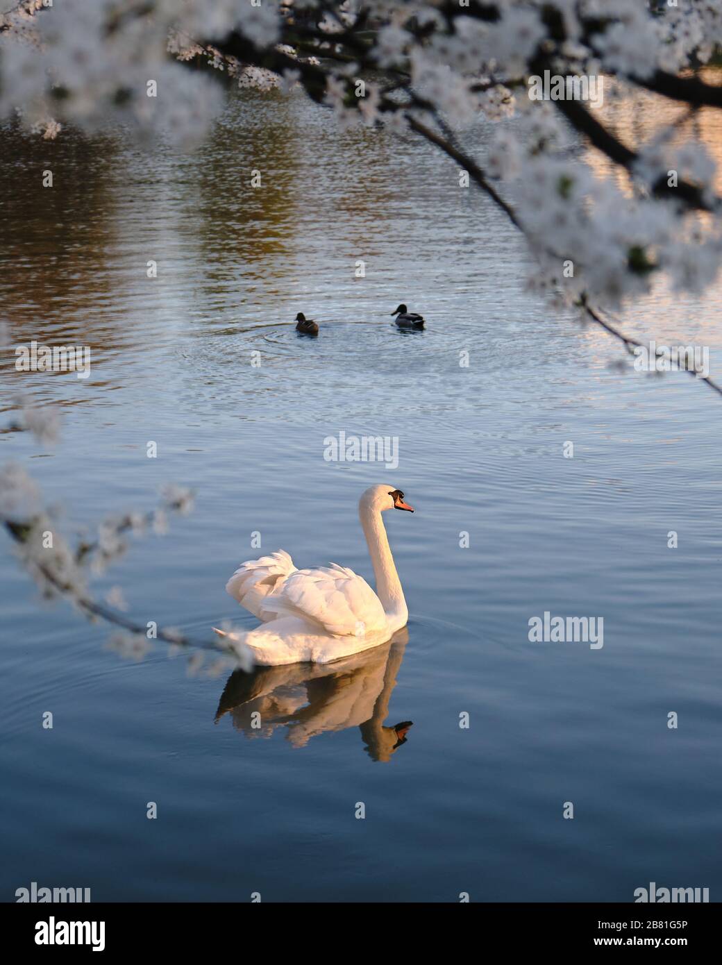 White Mute swan with light shining on its feathers, at sunset, swims in dark blue waters, under white Cherry plum flowers in Spring. Stock Photo