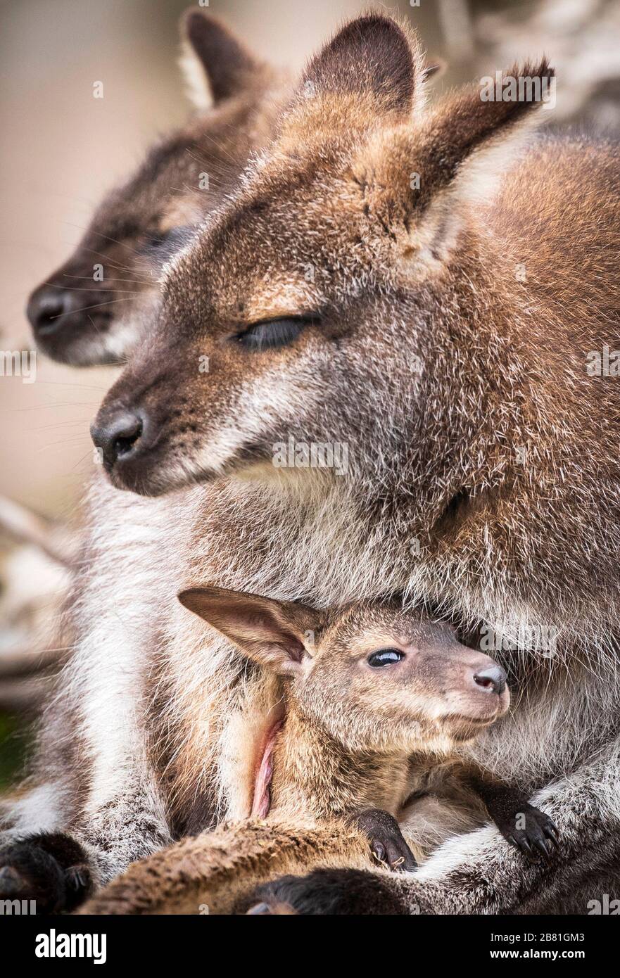The head of a Bennett's Wallaby Joey emerges from its mothers' pouch at Yorkshire Wildlife Park in Doncaster, where the park still remains open to the public as coronavirus continues to hit the UK. Stock Photo