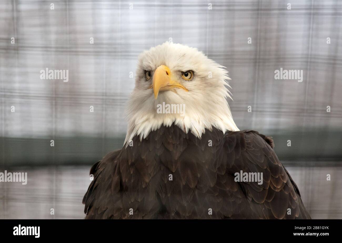 Bald eagle in captivity, selective focus on eyes Stock Photo Alamy