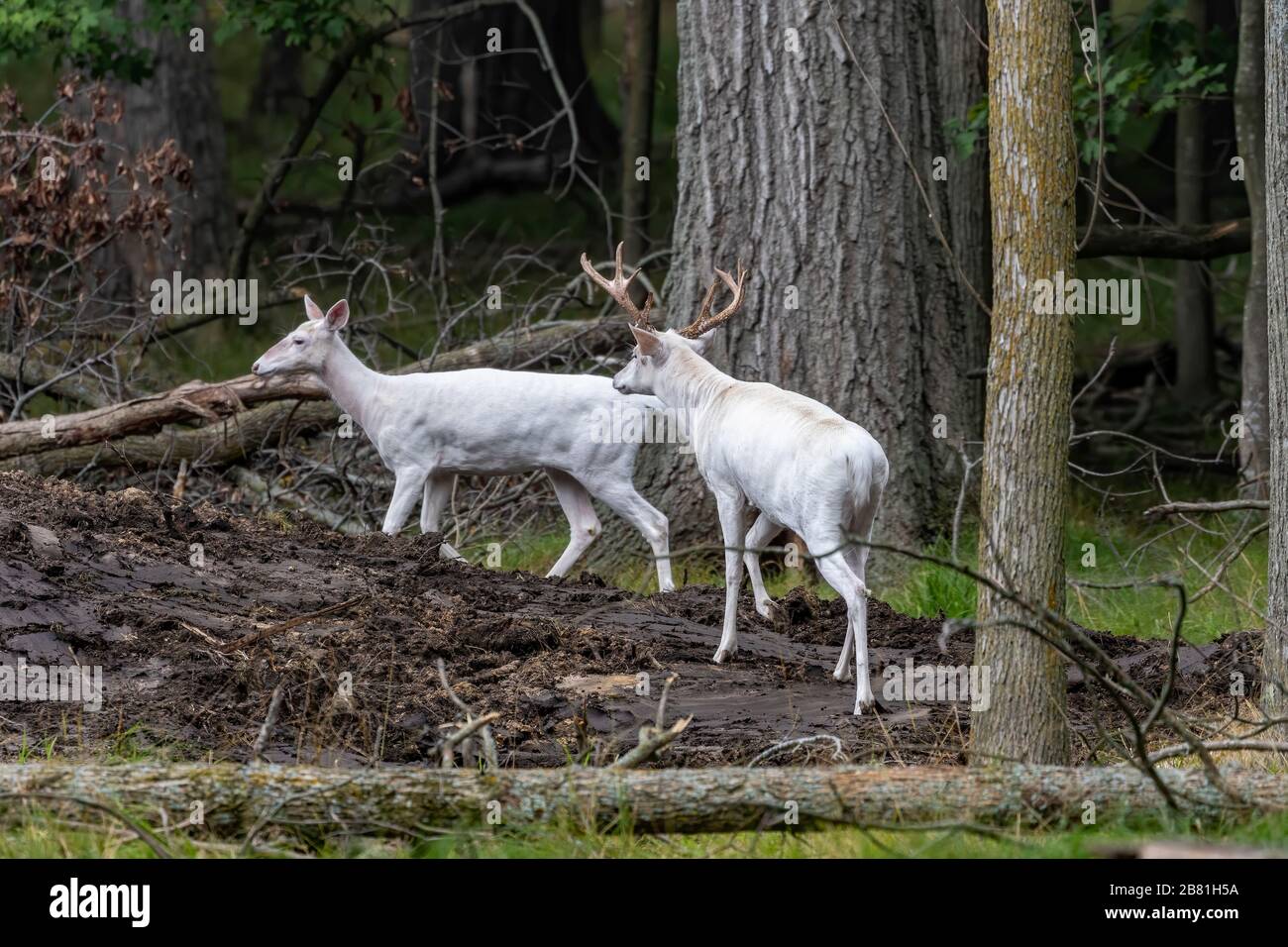 Rare white deer. Natural scene from conservation area in Wisconsin
