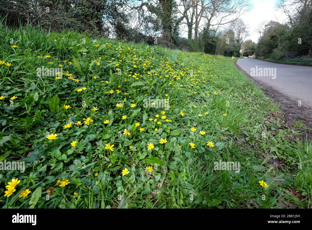 Nature verge spring flowers hi-res stock photography and images - Alamy
