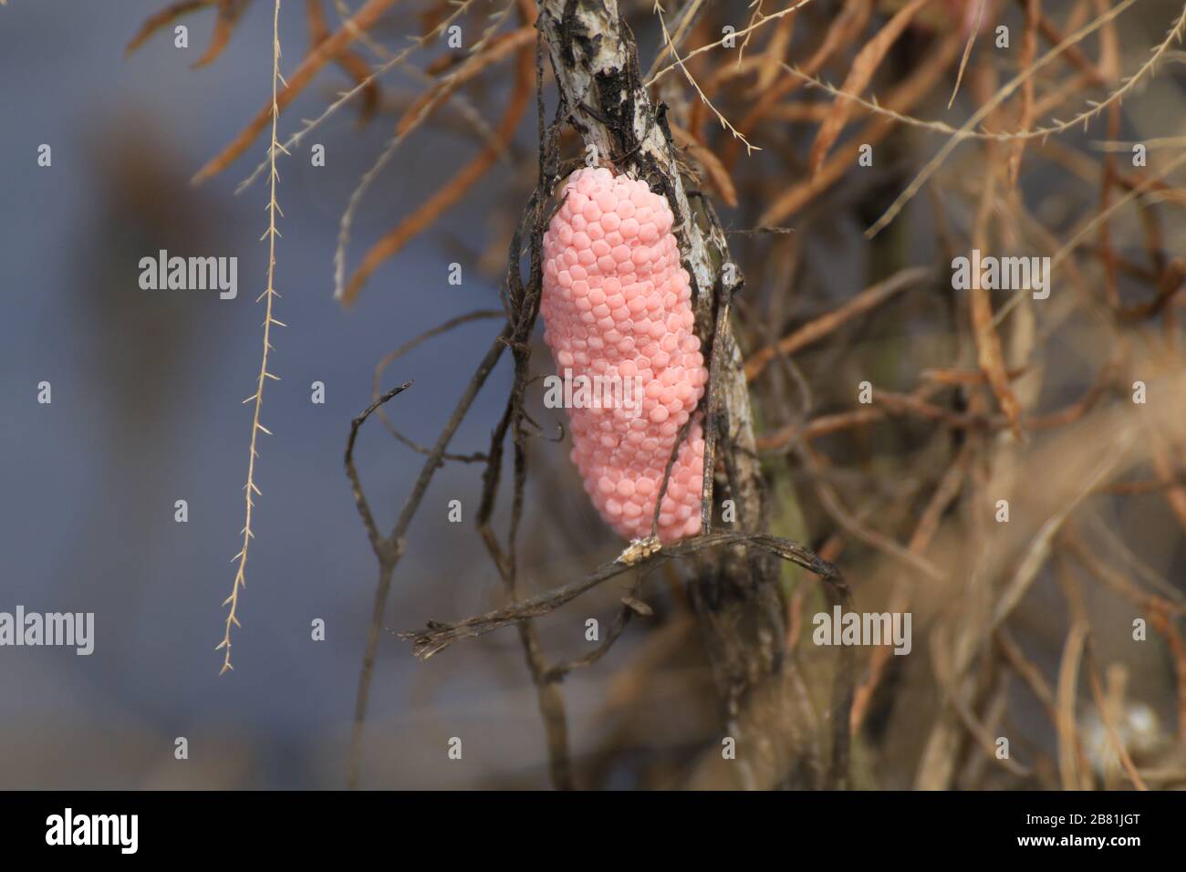 Egg shells Cherries in rice farm nature, Snail pink eggs or Pomacea